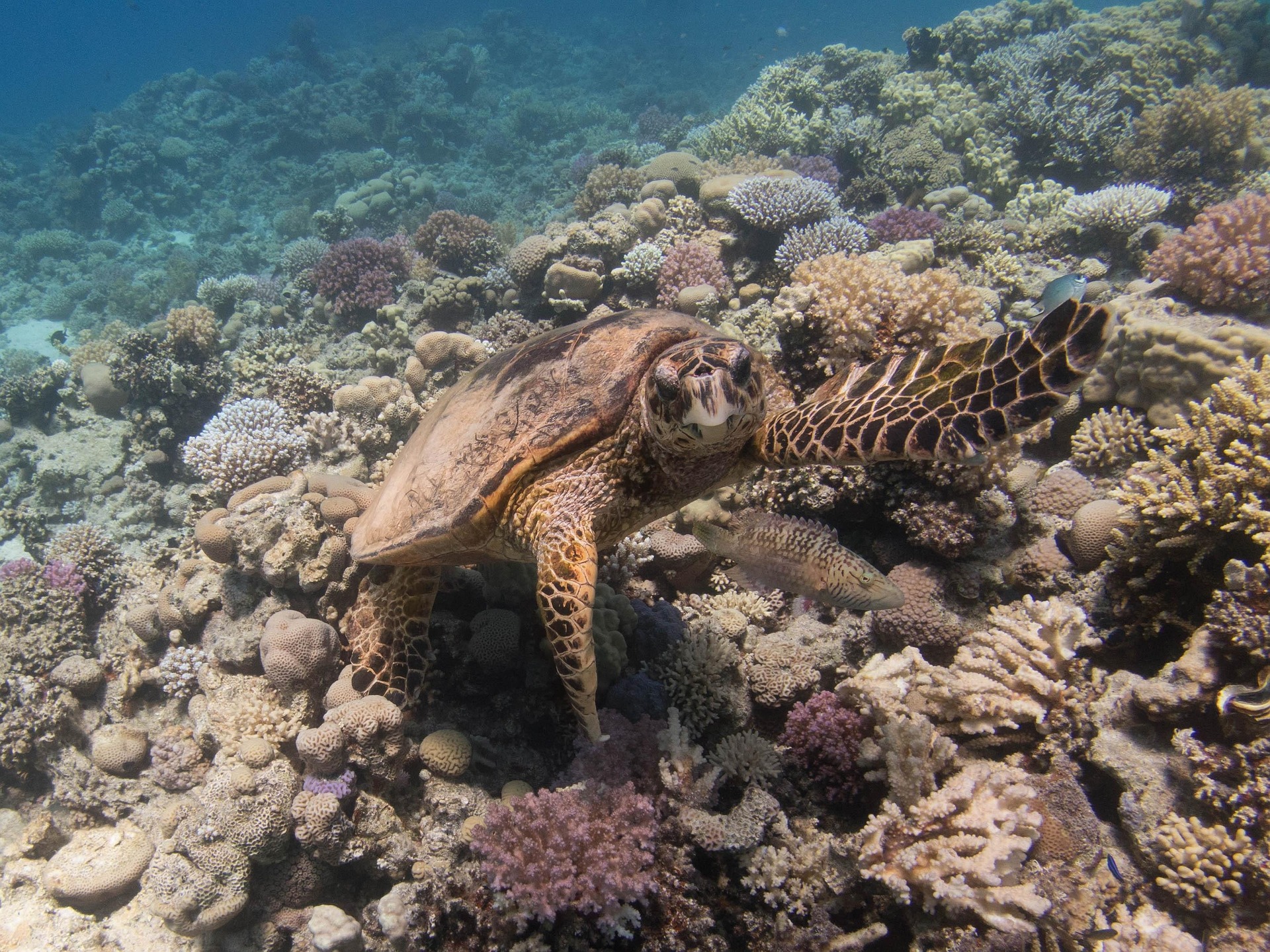 Andaman Turtle